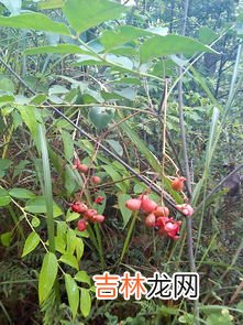 枸骨的药用价值,枸骨树叶有十大功劳的作用，它红红的果实有什么功效?