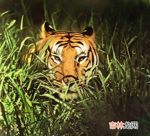 老虎的天敌,老虎和狮子是天敌吗?