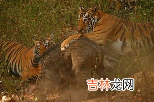 老虎的天敌,老虎和狮子是天敌吗?