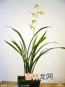 兰花花语是什么,兰花花语是什么