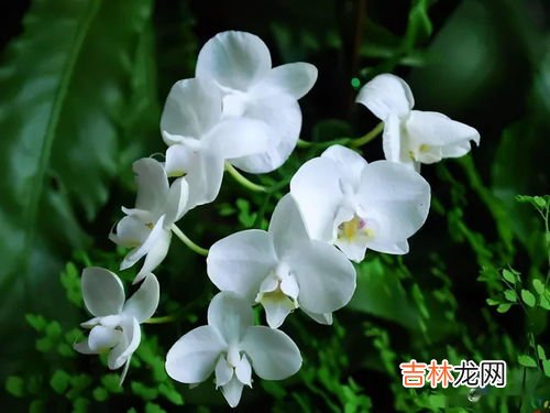 兰花花语是什么,兰花花语是什么