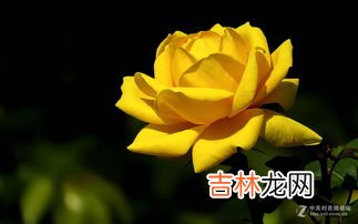 黄色玫瑰代表什么意思,黄色玫瑰花代表什么意思