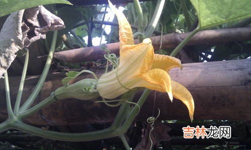 带黑壳的那种 海虹属于动物还是植物,海虹是动物还是植物? 分不清海虹是动物还是植物?