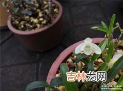 铁皮石斛的花能吃吗,甘御兰铁皮石斛花可以用来做菜吗？