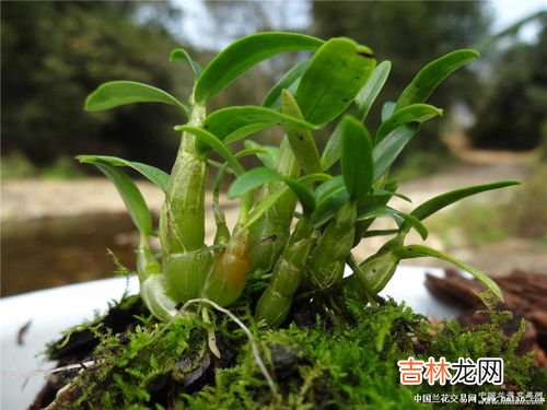 铁皮石斛的花能吃吗,甘御兰铁皮石斛花可以用来做菜吗？