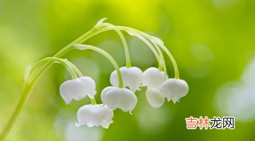 铃兰花语是什么,铃兰的花语