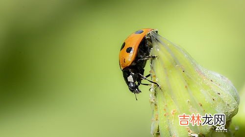 瓢虫吃什么,七星瓢虫吃什么东西