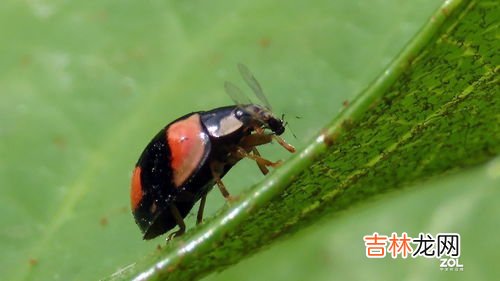 瓢虫吃什么,七星瓢虫吃什么东西