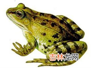 牛蛙是青蛙吗,牛蛙里面有寄生虫吗，牛蛙和青蛙是一种吗