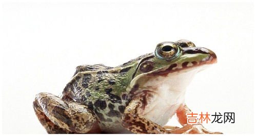 牛蛙是青蛙吗,牛蛙里面有寄生虫吗，牛蛙和青蛙是一种吗