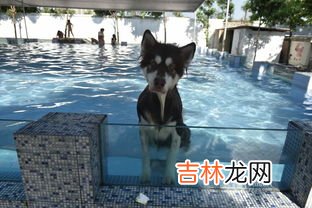 不会游泳的人换个泳池也没用是啥意思,“不会游泳换游泳池也是没用的”原来讲的是逻辑层次理论的环境层