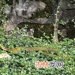 冬天蛇去哪里了,冬天蛇和青蛙去哪了?