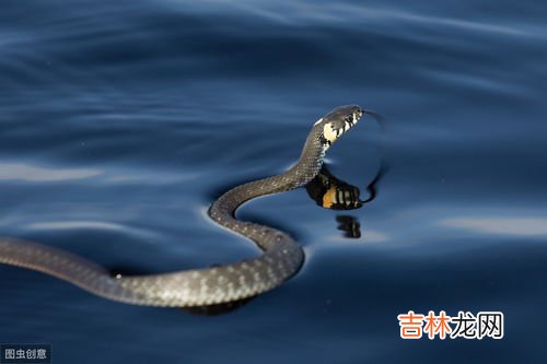 冬天蛇去哪里了,冬天蛇和青蛙去哪了?