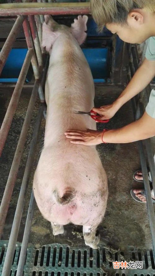 黄膘猪是怎么回事,能吃吗,黄膘猪是怎么回事,能吃吗?