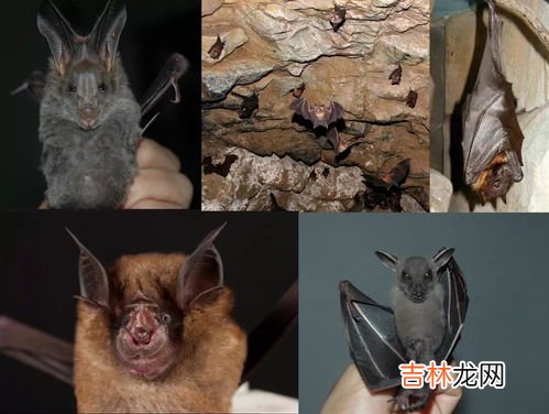 蝙蝠的天敌是什么,蝙蝠的天敌是什么动物