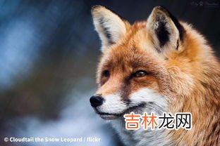 狐狸会不会游泳,狐狸会游泳吗?