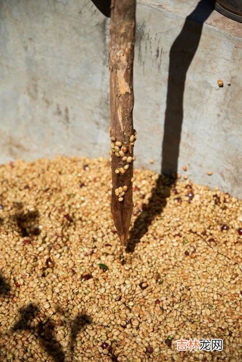 咖啡豆日晒和水洗区别,水洗咖啡豆与日晒咖啡豆口感有什么区别?