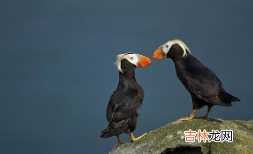 喜鹊属于几级保护动物,养喜鹊判几年