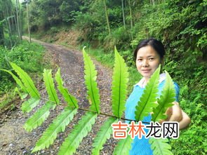 水蕨菜和山蕨菜的区别有哪些,蕨菜吃多了会怎样 吃蕨菜有什么禁忌