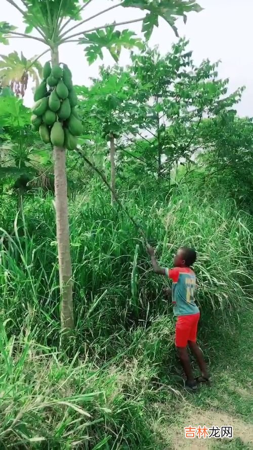 木瓜的种子能吃吗,水果木瓜中间的籽可以吃吗