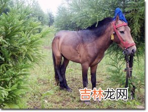 牛属于家禽还是家畜,家畜和家禽有什么区别吗