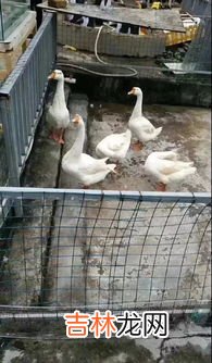 牛属于家禽还是家畜,家畜和家禽有什么区别吗