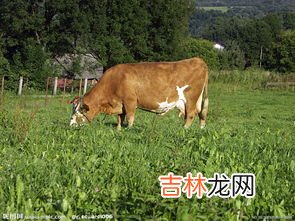 牛属于家禽还是家畜,家畜和家禽有什么区别吗