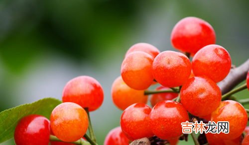 吃车厘子的季节是哪几月,车厘子季节是什么时候