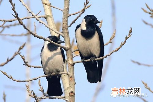 乌鸦寿命多长,乌鸦活多少年？