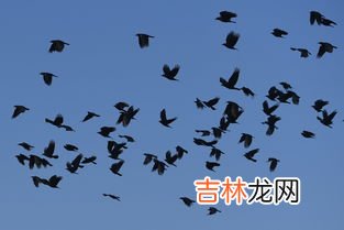 乌鸦寿命多长,乌鸦活多少年？