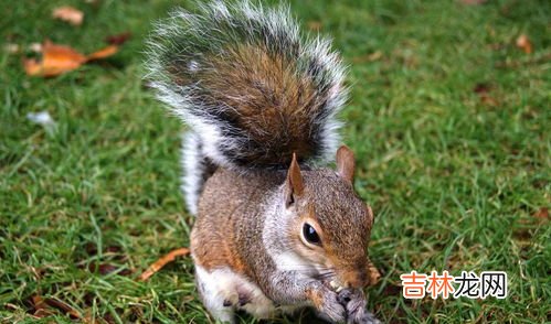 松鼠的天敌是什么,松鼠怕什么怎么驱赶