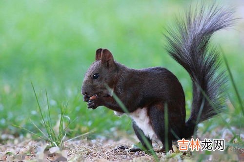 松鼠的天敌是什么,松鼠怕什么怎么驱赶