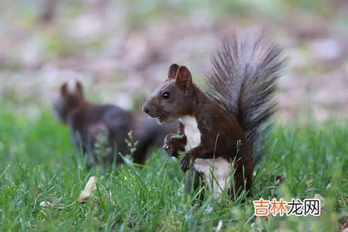 松鼠的天敌是什么,松鼠怕什么怎么驱赶