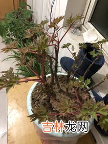 我家茼蒿开花了长得像黄金菊,花开像波斯菊，又像小白菊叶像茼蒿菜的植物叫什么？有的一丛是开白色的还有的是和波斯菊一样开彩色的花