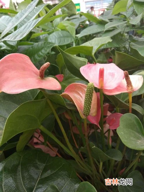 我家茼蒿开花了长得像黄金菊,花开像波斯菊，又像小白菊叶像茼蒿菜的植物叫什么？有的一丛是开白色的还有的是和波斯菊一样开彩色的花