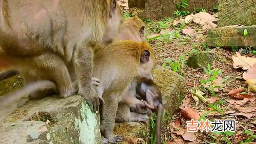猴子有几条腿,猴子一共有几条腿？
