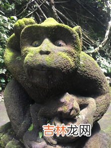 猴子有几条腿,猴子一共有几条腿？