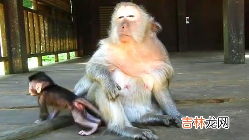 猴子有几条腿,猴子一共有几条腿？