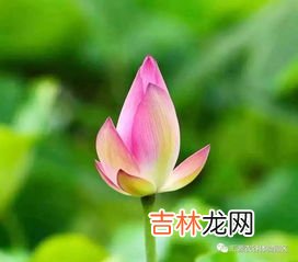 小荷才露尖尖角是什么季节,小荷才露尖尖角描写的是什么季节的作者是谁