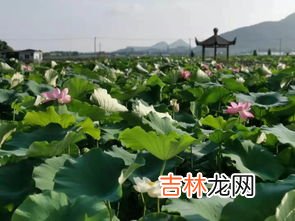 小荷才露尖尖角是什么季节,小荷才露尖尖角描写的是什么季节的作者是谁