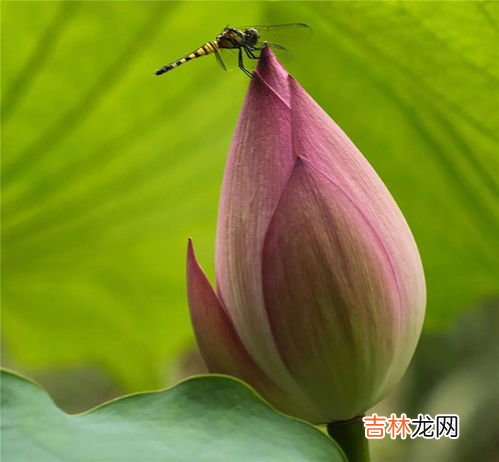 小荷才露尖尖角是什么季节,小荷才露尖尖角描写的是什么季节的作者是谁