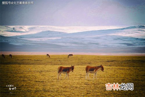 可可西里全长是多少公里,可可西里的面积有多大？