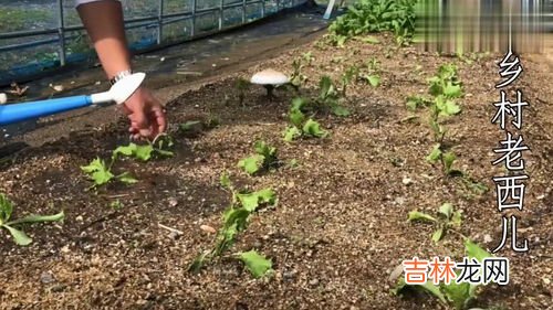 莴笋的种植方法和时间,莴笋的种植时间和方法是什么？