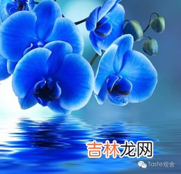 剑兰花语是什么,剑兰花语是什么 剑兰适合送什么人