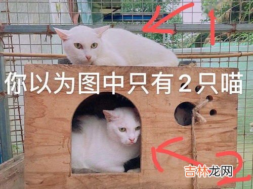 奥利给是屎的意思吗,奥利给是屎的意思吗？