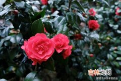 茶花为何叫断头花,茶花也叫断头花