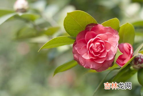 茶花为何叫断头花,茶花也叫断头花