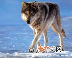 狼的特征是什么,狼的三大特性是什么?