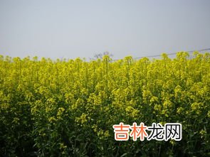 油菜花的其他,网络流行语“油菜”是什么意思？
