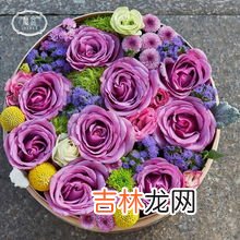 紫色玫瑰花语,玫瑰花的所有花语是什么